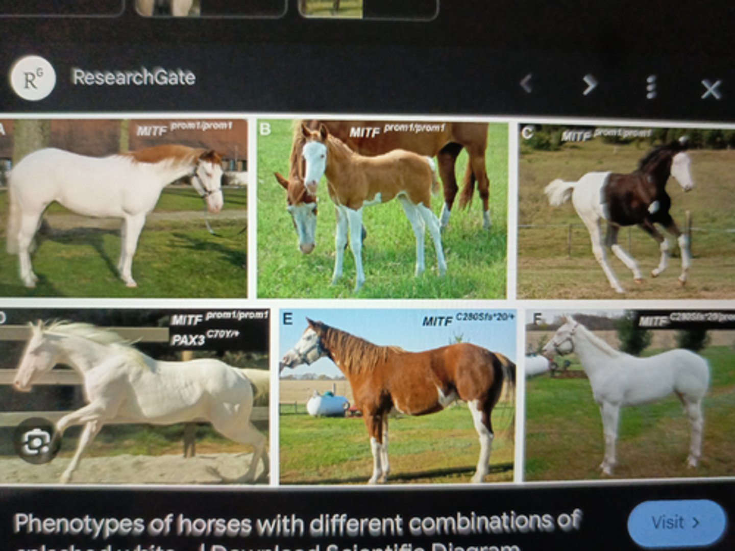 <p>-white markings,</p><p>white patterns or dominant</p><p>white</p>