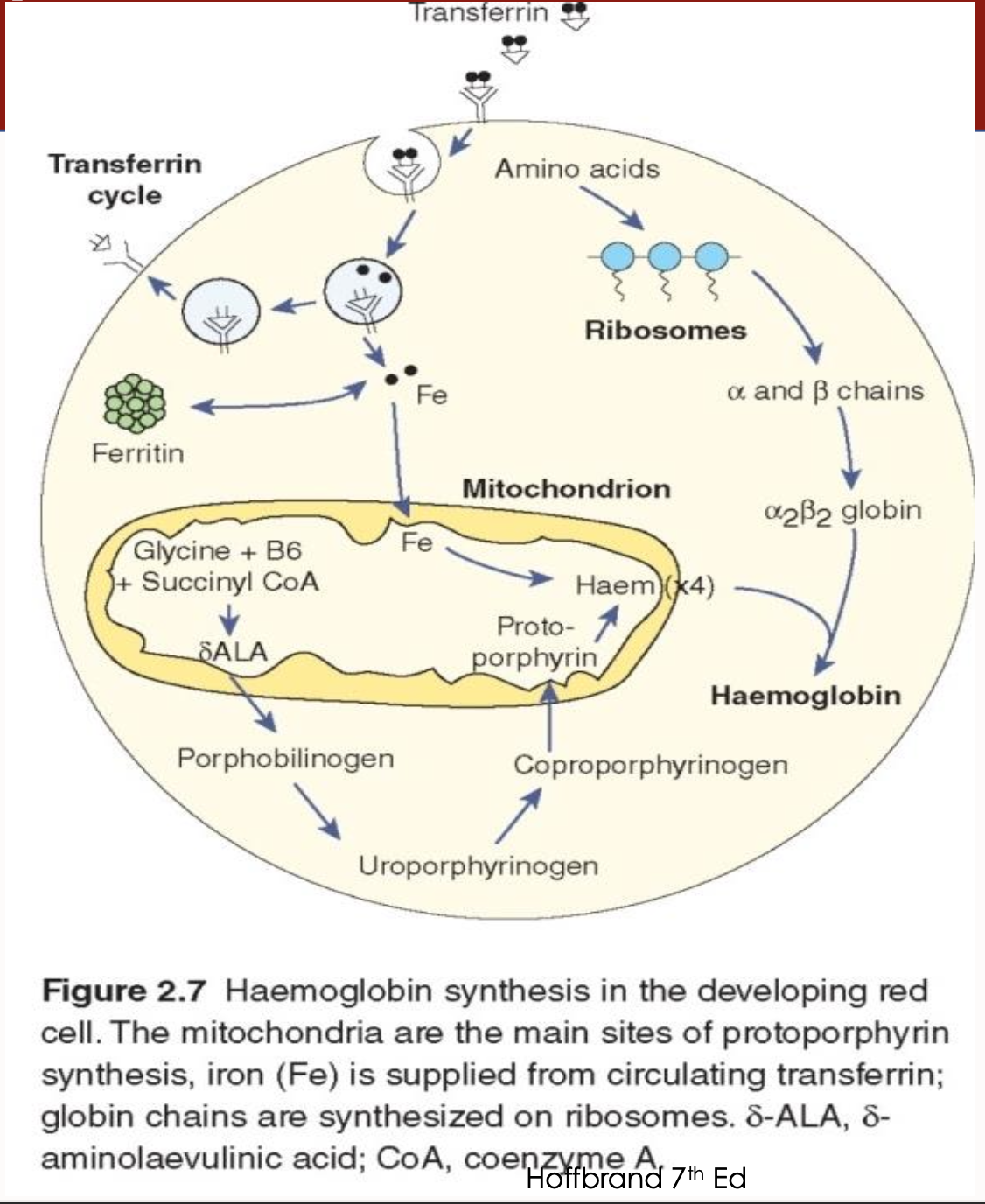 <ol><li><p>Transferrin binds iron (2 atoms)</p></li><li><p class="p1"><span>Transferrin receptors are present </span>on the erythroblast surface for <span>iron uptake</span></p></li><li><p class="p1">Transferrin docks to the transferrin receptor</p></li><li><p class="p1"><span>Transferrin is then recycled </span></p></li></ol><p></p>