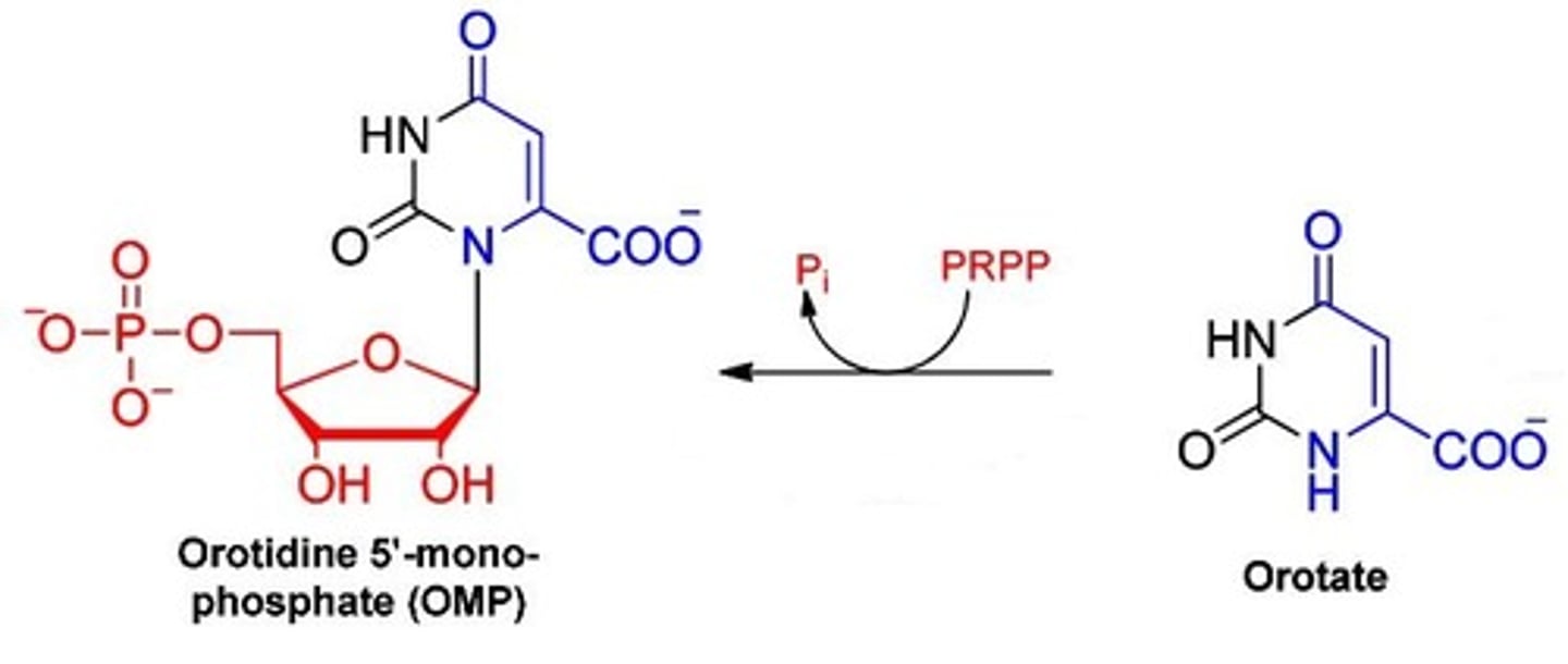 <p>catalyzes:</p><p>orotate + PRPP --&gt; PPi + Orotidine 5' Monosphosphate (OMP)</p><p>this is the irreversible step</p>