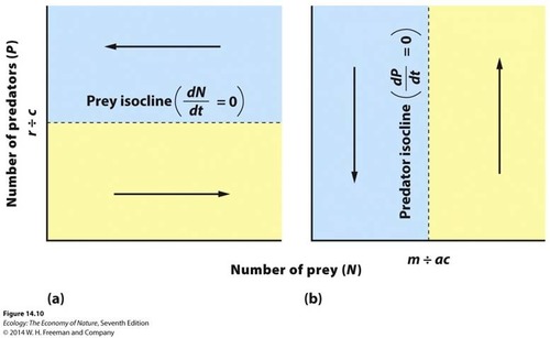 the population size of one species that causes the population of another species to be stable
-this occurs when P=r/c for prey & V=m/ac for predators

as the number of predators or prey changes and moves away from the equilibrium isoclines populations will increase or decrease