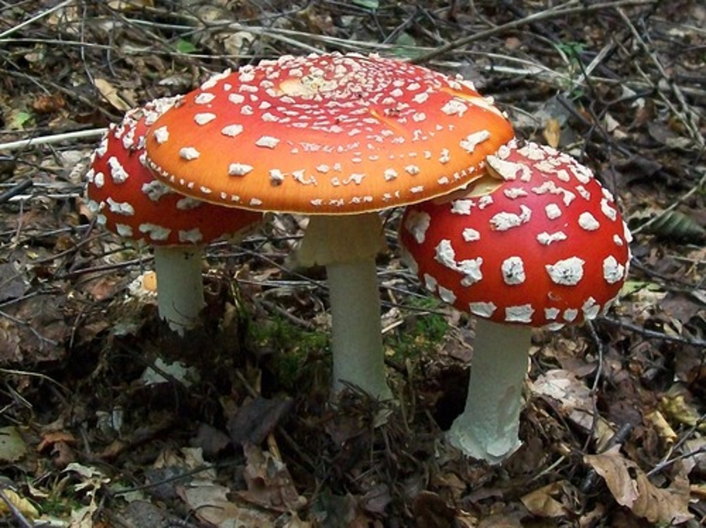 <p>Amanita cokeri, A. cothurnata, A.gemmata, A. muscaria,A. pantherina;(?) </p><p>Panaeolus campanulatus</p><p>Conocybe cyanopus; Gymnopilusspectabilis, Gymnopilus spp.</p>