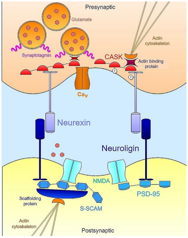 <p>Neuroligins are on postsynaptic cell membrane and are cell adhesion proteins that mediates the formation and maintenance of synapses between neurons</p><p>Neurexins are expressed on presynaptic membranes, bound to neuroligins to form that synapse and connect the presynaptic and postsynaptic structures.</p><p></p>