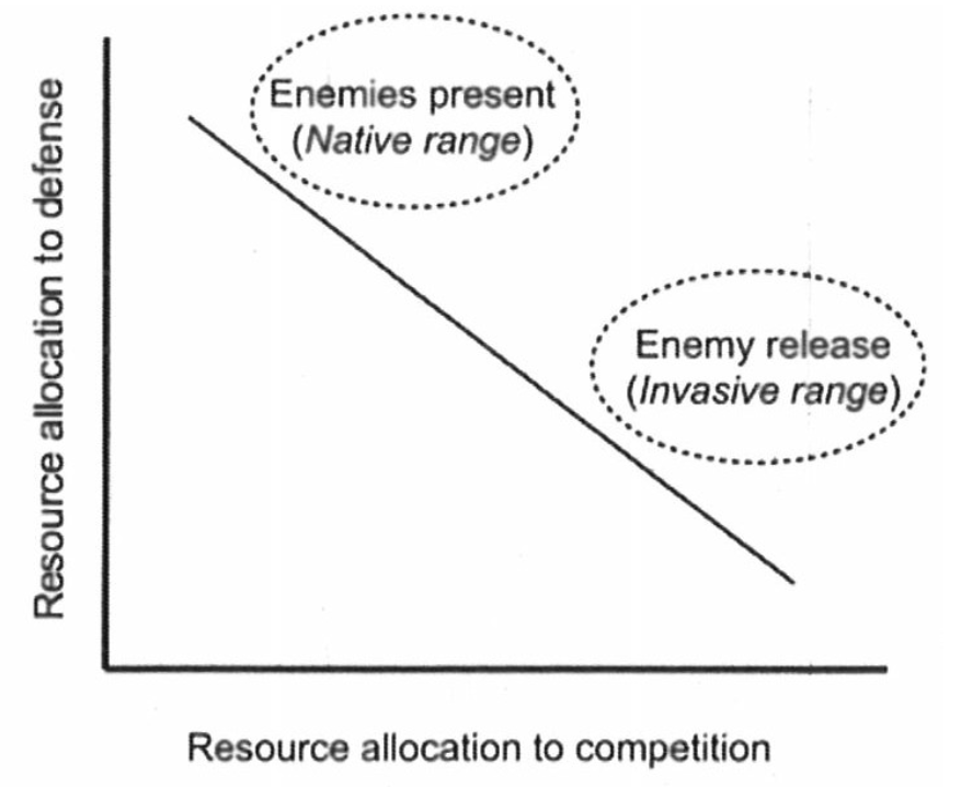 <p>Negative correlation. When enemies are present (native range) you will allocate more resources to defense. When you are released from enemies (invasive range) you can put all your resources into competition.</p>