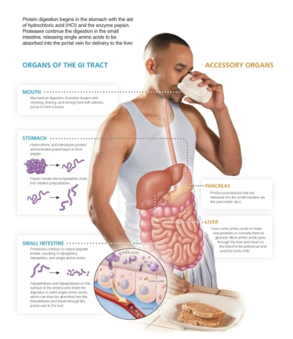 protein digestion and absorption