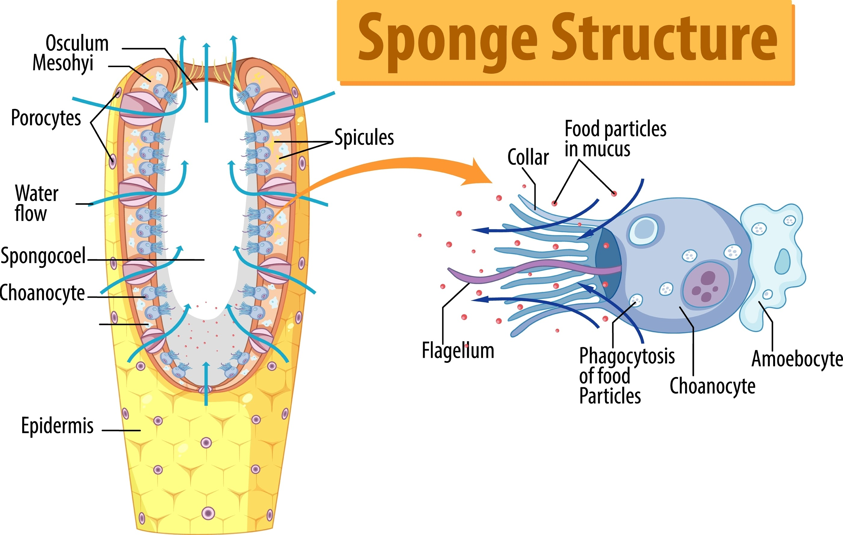 <p>Choanocyte</p>