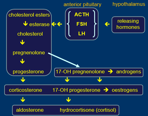 <ul><li><p>made in adrenals </p></li><li><p>hypothalamus secretes releasing hormone, signal for cholesterol esters </p></li><li><p>all steroid hormones are very similar, can make one from another</p></li><li><p>closely related and interchangeable</p></li><li><p>don’t need vesicular fusion </p></li><li><p>steroids not stored</p></li><li><p>rate of synthesis=rate of release </p></li><li><p>transported in protein bound form </p></li></ul><p></p>