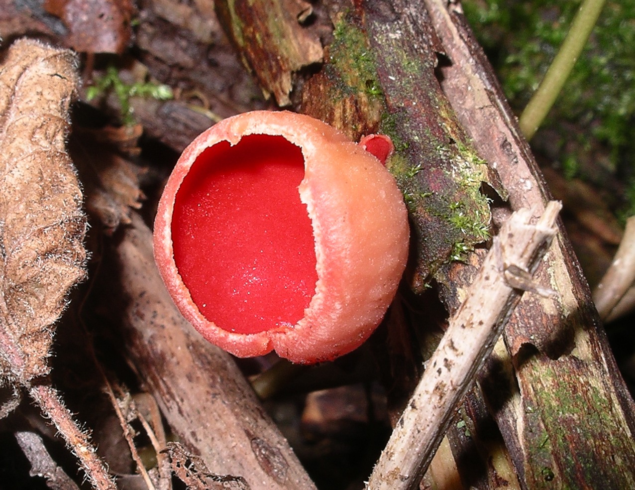 cup fungi that cause Dutch Elm disease and chestnut disease 