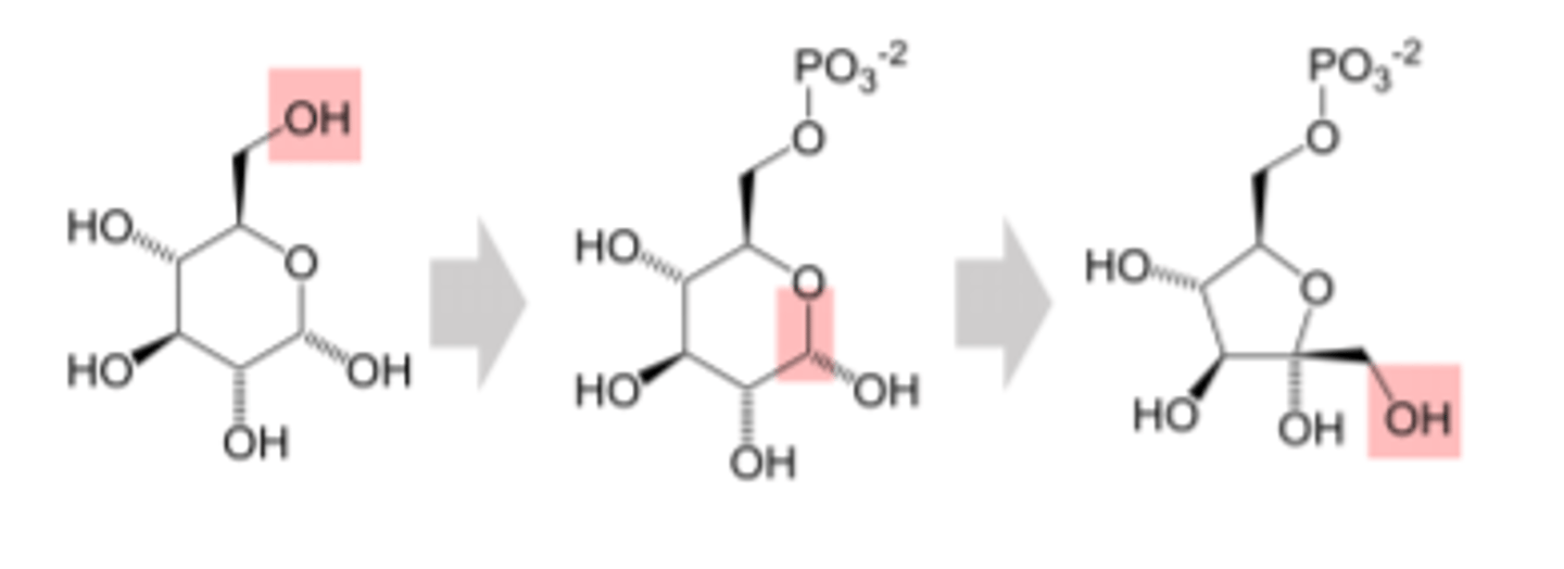 <p>- katrs produkts ir izejviela nākamajai enzimātiskajai reakcijai</p>