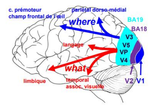 se fait par deux voies (deux directions de traitement) :
✓ La voie ventrale (WHAT) = connaissance des entités = lobe temporal.
✓ La voie dorsale (WHERE) = traitement des relations spatiales = lobe pariétal.
NB : commence par V1, puis V2, puis V3,…