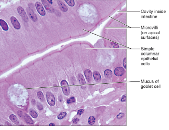 <p>Location of simple columnar</p>