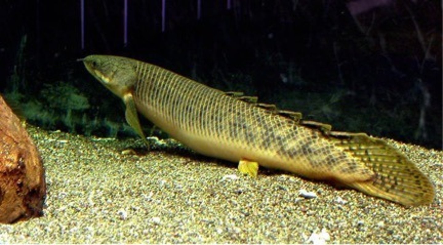 <p>Polypteriformes</p><p>Bichirs-African species</p>