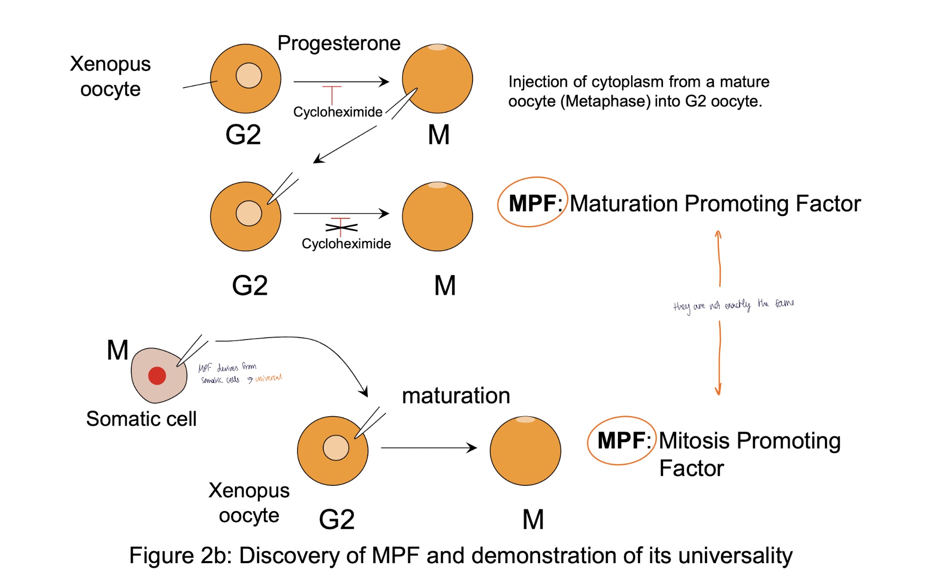<p>injection of cytoplasm from somatic cell in Mitosis to xenopus oocyte </p><ul><li><p>maturation of oocyte I to oocyte II </p></li></ul><p>MPF = <strong>mitosis</strong> promoting factor —> <strong>universal</strong> </p><p></p>