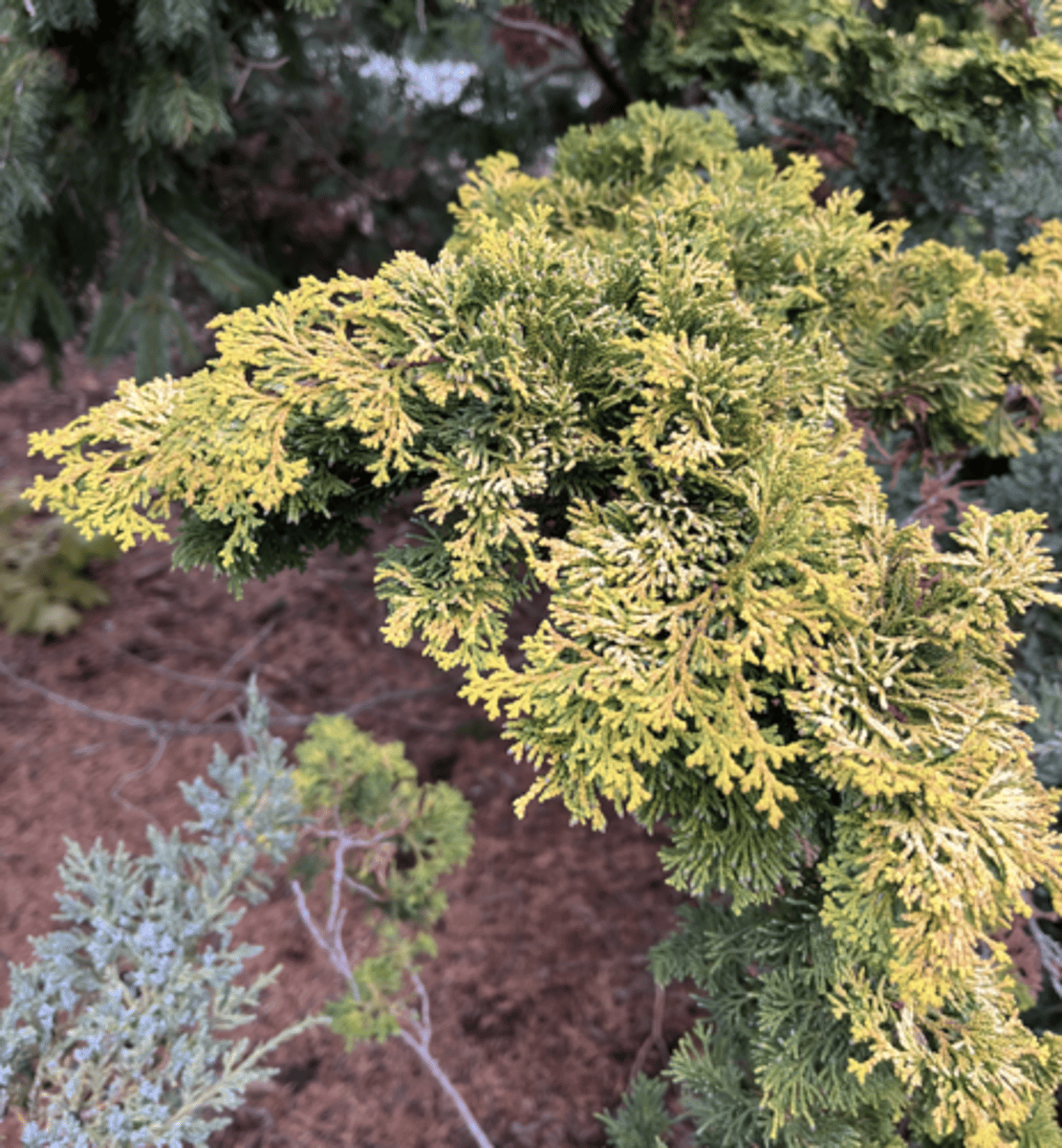 <p>XY under branch, Yellow instead of green branches</p>