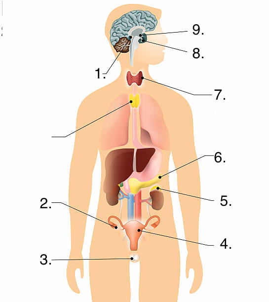 <p>Hypotalamus</p>