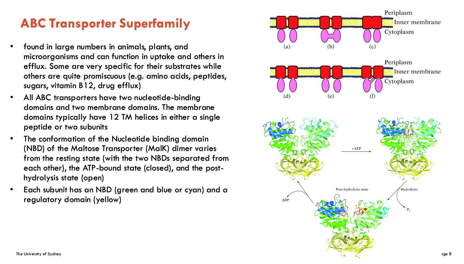 <ul><li><p>have two nucleotide-binding domains (NBD) and two membrane domains</p><ul><li><p>membrane domains typically have 12 TM helices in either a single peptide or two subunits</p></li></ul></li><li><p>conformation of NBD of the maltose transporter (MalK) dimer varies from the <strong>resting state </strong>(with two NBDs separated from each other), <strong>ATP-bound state</strong> (closed), and the <strong>post-hydrolysis state</strong> (open)</p><ul><li><p>each subunit has an NBD and a regulatory domain</p></li></ul></li><li><p>found in large numbers in organisms</p></li><li><p>some are very specific, others are quite promiscuous</p></li></ul><p>Note: this is just an overview, we do not need to know so much abt ABC transporters</p><p></p>