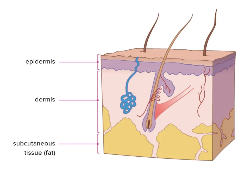 <p>What is the following picture showing? </p>