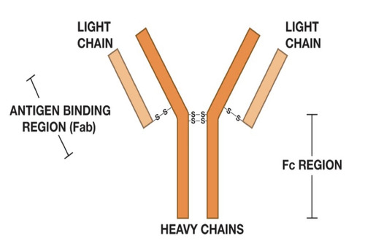 <p>Proteins that circulate in the blood of immunized individuals (so you need to be exposed to it)</p><p>2 Parts:</p><p>(1) Fab Region: binds to antigens (a protein on a virus or a carbohydrate on bacteria) — "hands"</p><p>(2) Fc Region: binds to B cells, macrophages, etc. — "tail" that determines the class of Ab (IgG, IgA, IgD, IgE, IgM)</p><p>Antibodies do NOT kill!! (They identify and tag)</p>