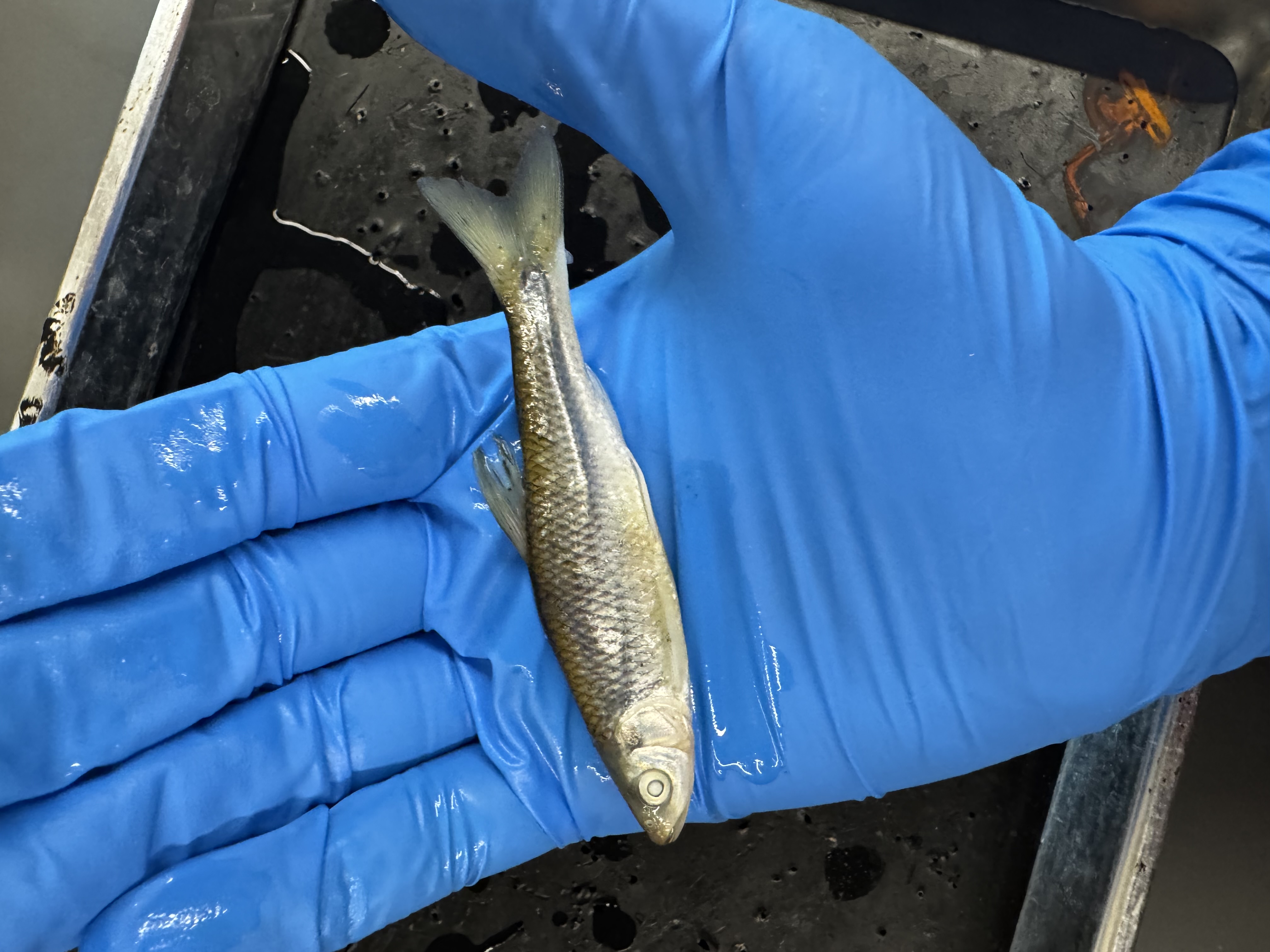 <p>Family:</p><p>Species:</p><p>Scientific:</p>
