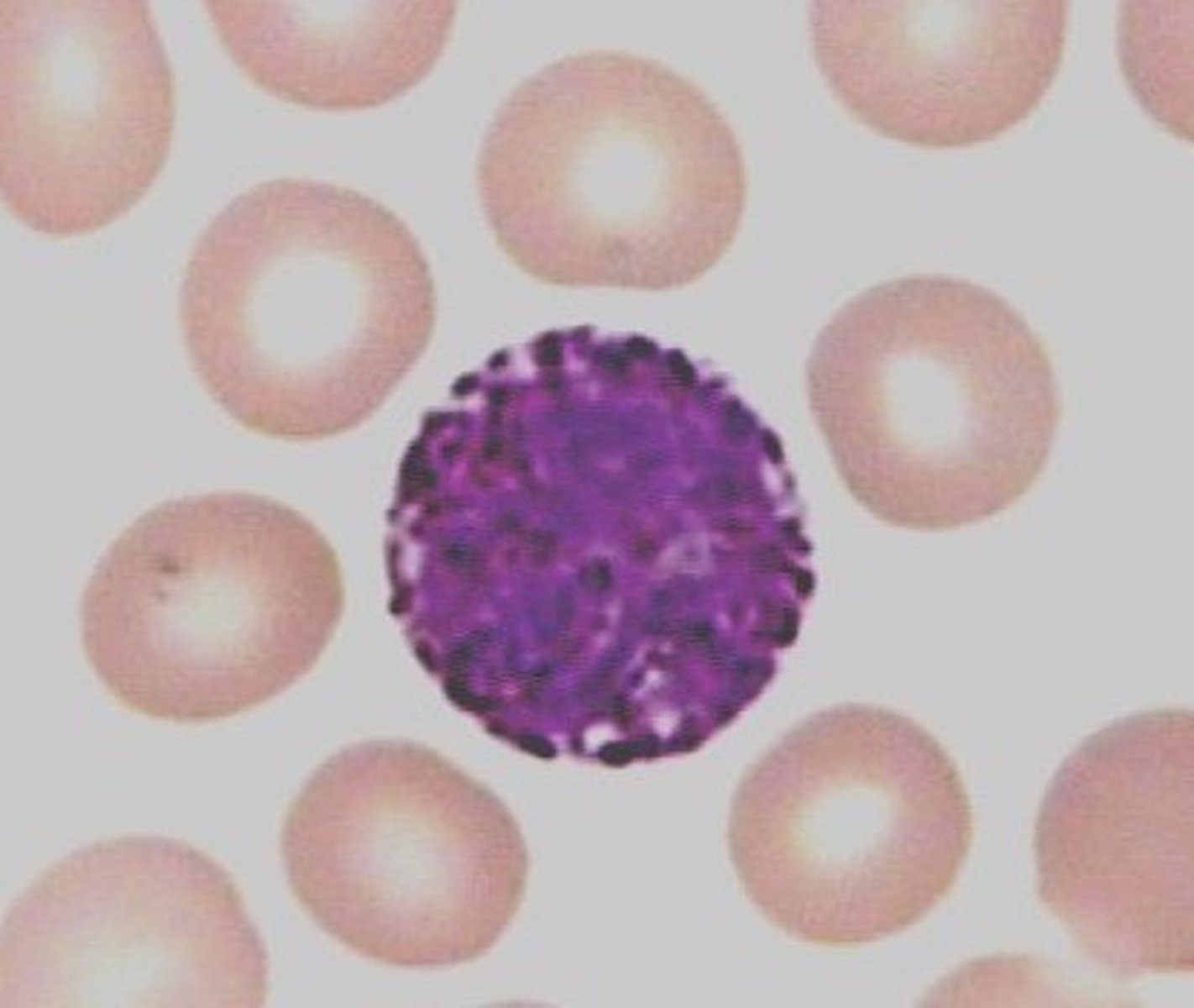 <p>Basophils</p>