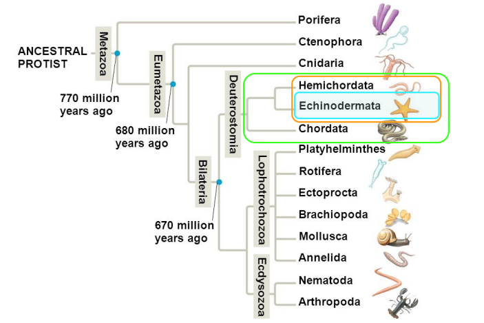 <ul><li><p>Echinoderms are bilaterians despite pentaradial symmetry</p></li><li><p>They are also deuterostomes</p></li><li><p>A part of ambulacraria with hemichordates</p></li><li><p>sister group to chordates </p></li></ul><p></p><p></p>