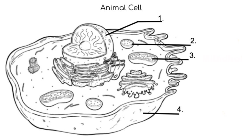 <p>What cell is #2?</p>