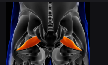 <p>Pear-shaped deep hip muscle.</p>