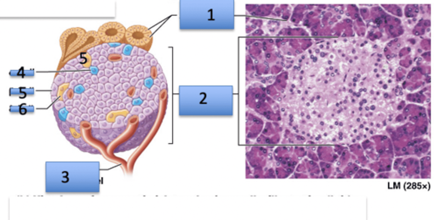 <p>Pancreas</p><p>1. Acinar cells</p><p>2. Pancreatic islet</p><p>3. Pancreatic blood vessel</p><p>4. Alpha cell</p><p>5. Beta cell</p><p>6. Delta cell</p>