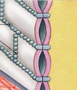 <p>Which type of junction is:</p><ul><li><p>Very tight</p></li><li><p>Does not allow even water through</p></li><li><p>Interlocking web-like proteins</p></li></ul><p></p>