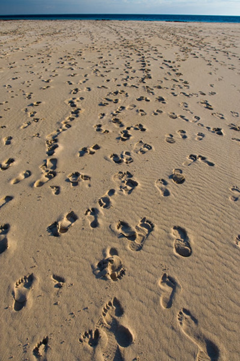 <p>traces/footsteps</p>