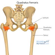 <p>Quadratus femoris action</p>