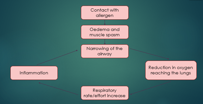 <p>Anaphylaxis  </p>
