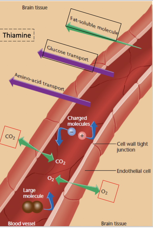 <p>mechanism that surrounds the brain and blocks most chemical from entering</p><ul><li><p>immune system <strong>destroys</strong> damages or infected cells throughout the body</p></li><li><p>neurons in brain generally <strong><em>do no regenerate</em></strong></p></li></ul><p></p><p>certain beneficial chemicals have difficultly passing into the brain (ex: chemotherapy for brain cancer)</p><p></p>