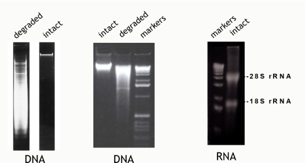 <p>high quality nucleic acid appears as a tight band</p>