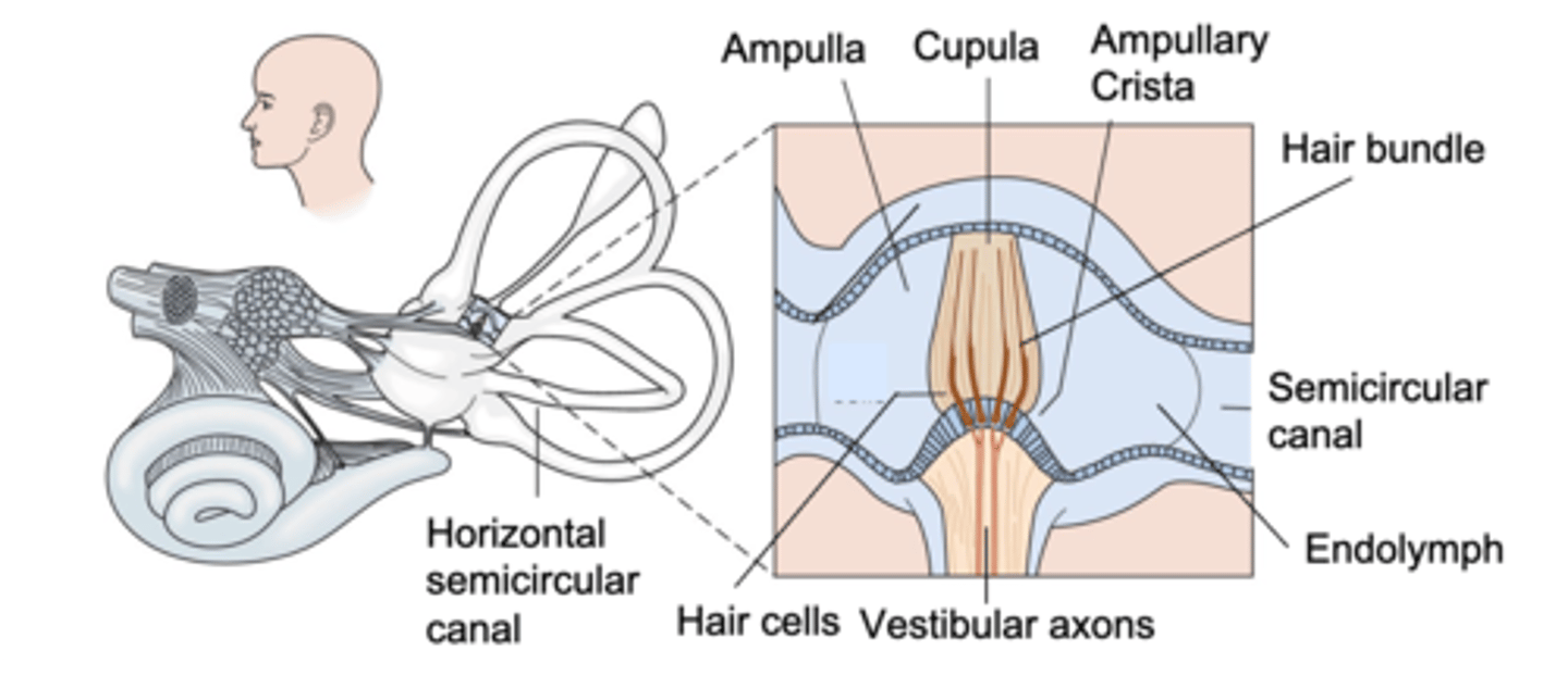 <p>What is the name of the gelatinous structure penetrated by hair bundles?</p>