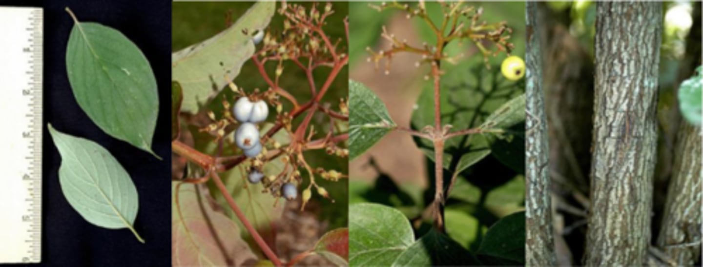 <p>Leaves: simple, opposite, margins entire, arcuate-veined., tip acuminate, base rounded to wedge shaped. Rough-hairy above, wooly with loosely curled hairs below (common name). V-shaped leaf scars. </p><p>Twigs: w/ hairs, slender, reddish first year turning gray-green. </p><p>Fruit: distinctive white berries, ¼” August-October, borne on bright red-orange, hairy pedicels. Very hardy shrub/small tree. </p><p>Bark: gray, scaly. Inner bark is dark reddish brown. </p><p>Form/Silvics: large, shrubby, native dogwood, up to 12-15’. Common along streams, roadsides; shade tolerant. Can spread by suckers and create thickets.</p>