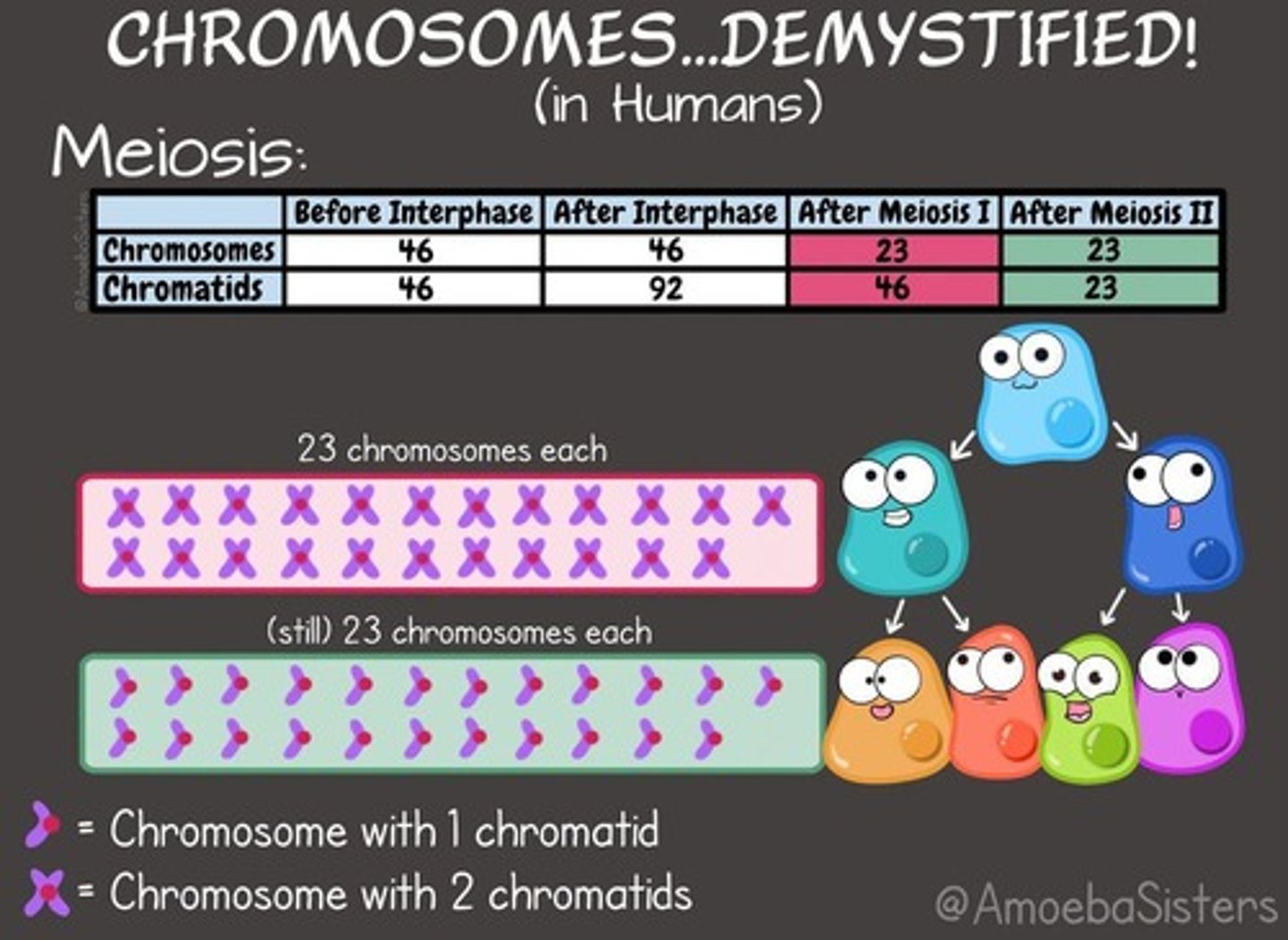 <p>Consists of nucleotides made up of sugar, phosphate, and nitrogenous bases (A, T, C, G).</p>