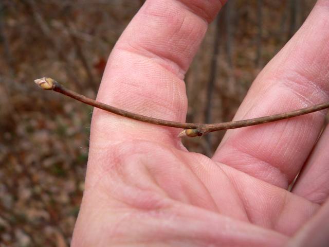 Blade: rounded oval, fuzzy leaves with doubly saw-toothed margins
Reproductive: small, brown, blunt bud with point
Bark: light brown smooth bark, that with age becomes gray and more patterned, shrubby