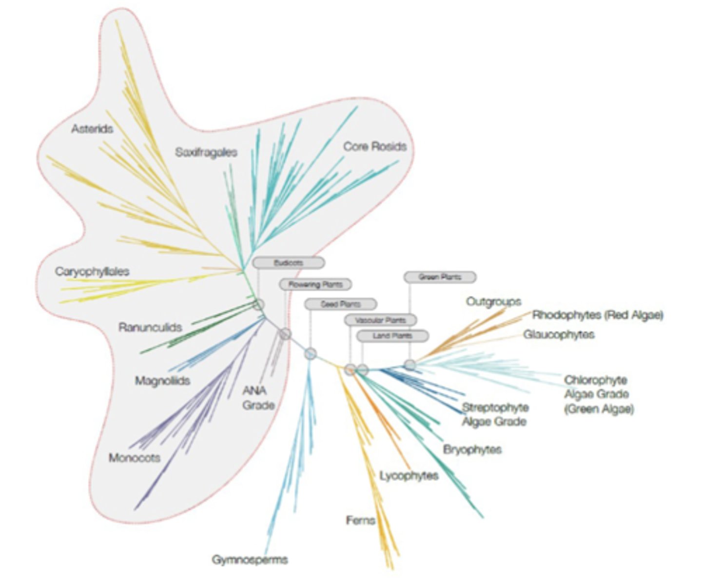 <p>In terms of plants, green algae first evolved chlorophyll-based photosynthesis; from there, plants split into bryophytes (first land plants), lycophytes (early vascular plants), ferns, and seed plants</p><p>-seed plants further split into flowering (monocots, eudicots, magnoliids, asterids, core rosids, and a variety of others) and non-flowering lineages; outgroups like Rhodophytes (red algae) and Glaucophytes use different pigments and are more distantly related</p>