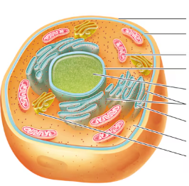 <p>what is labeled?</p>