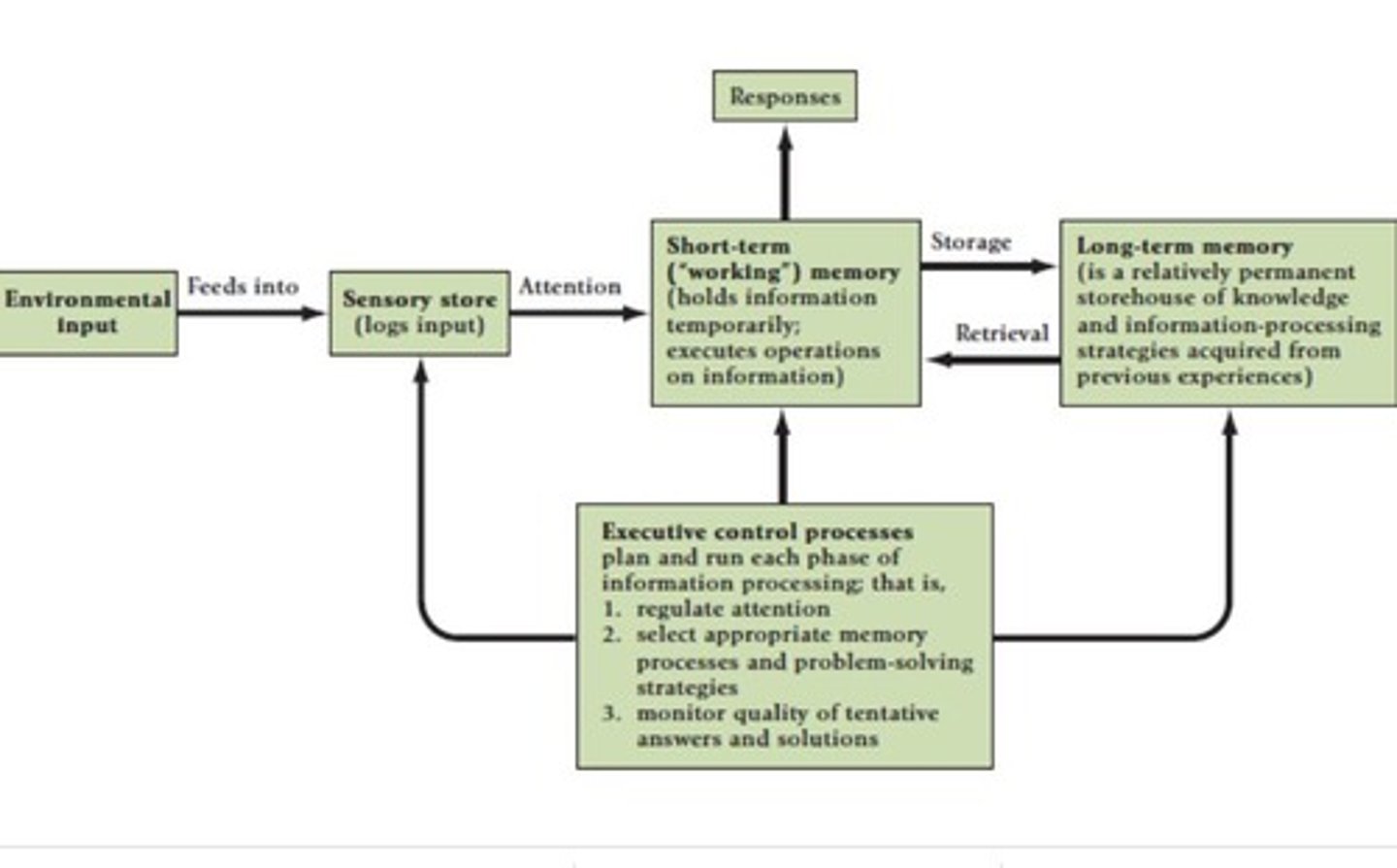 <p>Sensory store, short-term store (STS), and long-term store (LTS).</p>