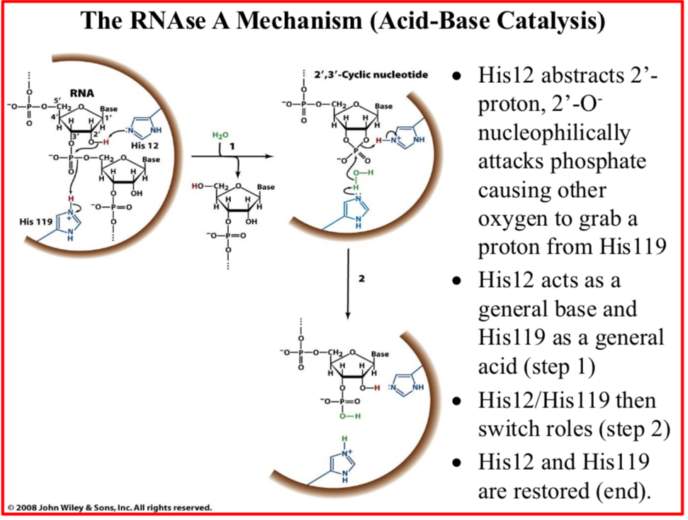 <p>His12 abstracts 2’-proton, 2’-O<sup>-</sup> nucleophilically attacks phosphate causing other oxygen to grab a proton from His119</p>