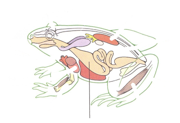 <p>What Vertebrate tissue would be found here?</p>
