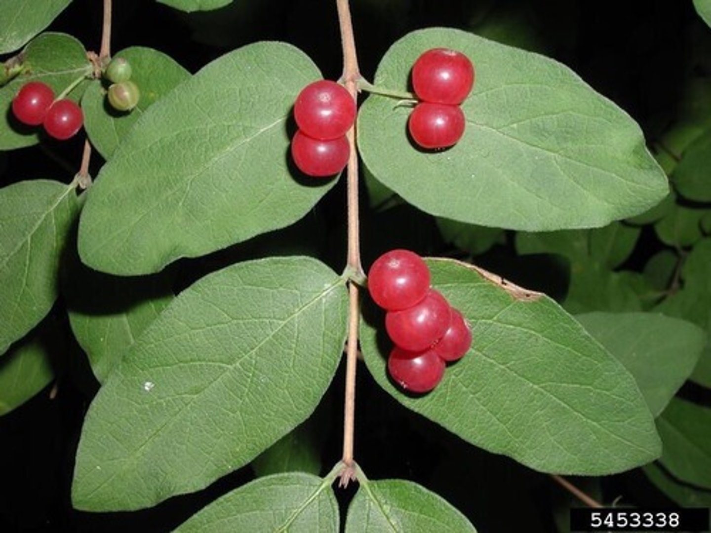 <ul><li><p>invasive</p></li><li><p>compound opposite, ovate, rounded and fuzzy</p></li><li><p>lighter color on leaf backside</p></li><li><p>tube-like flowers in pairs at axils</p></li><li><p>bark flakes apart vertically</p></li></ul><p>Species</p>