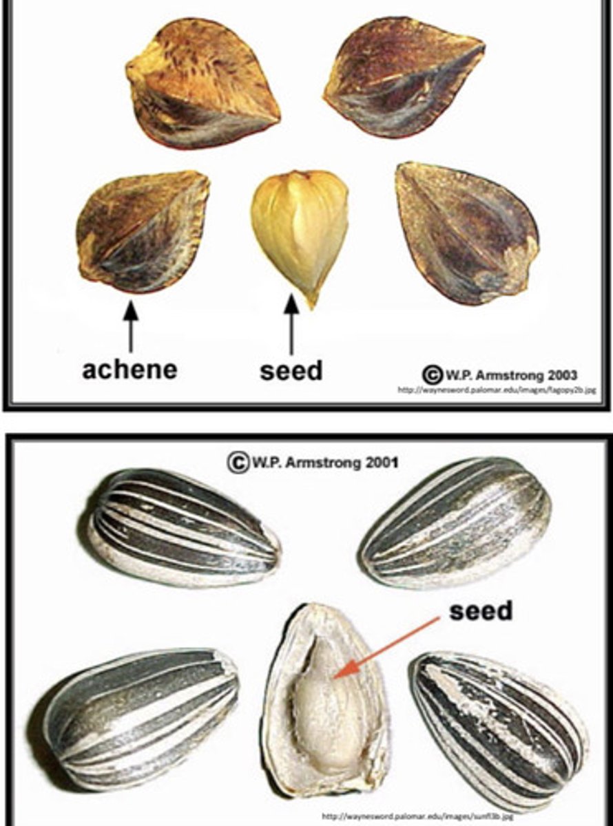 <p>Small dry indehiscent fruit consisting of singe carpet with one seed, in which there is only one point of attachment of seed to the pericarp - pericarp is readily separable from seed coat→ buckwheat fruits, sunflower fruits</p>