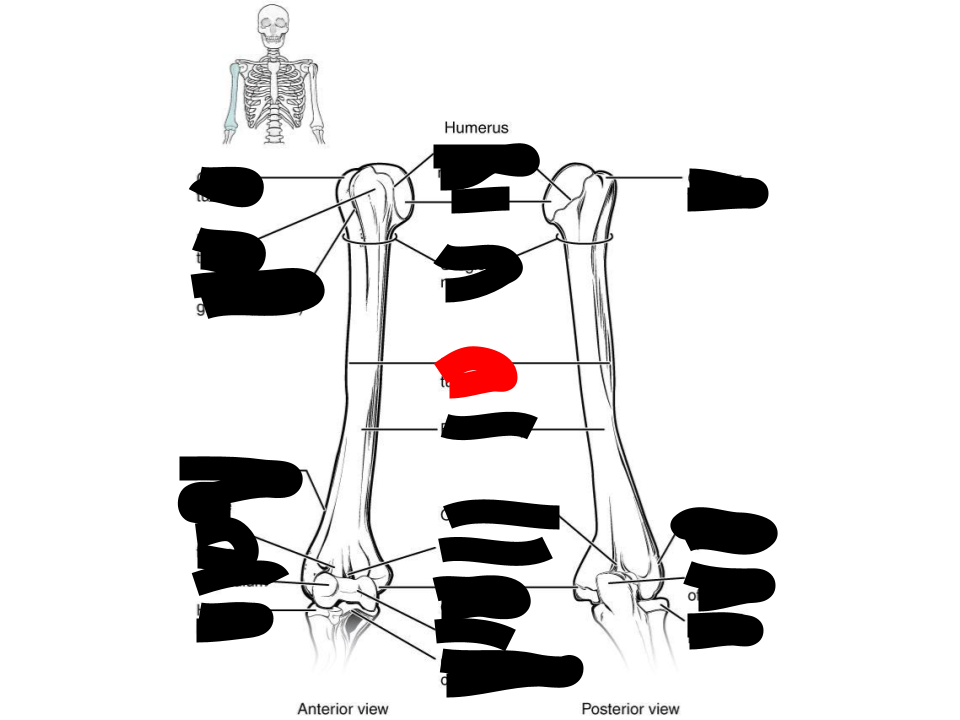 <p>humerus</p>