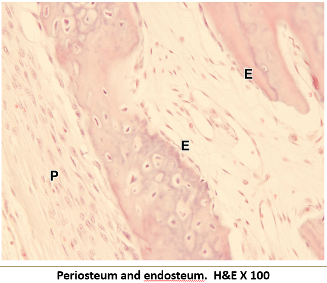 <p>The<strong> inner lining </strong>of the bone.</p>
