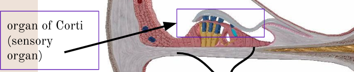 <p><span>organ of Corti</span></p>