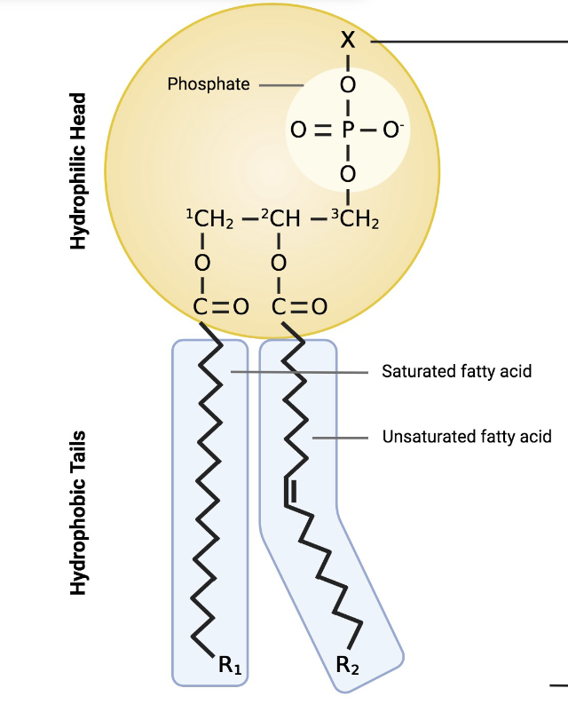<p>The phospholipid uses a <strong>glycerol backbone</strong> with a <strong>hydrophilic</strong> <strong>phosphate head</strong> and <strong>two hydrophobic fatty acids tails.</strong></p>