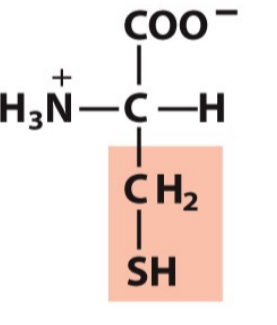 <p>Cys, C</p><p>Hydrophilic/Polar</p>