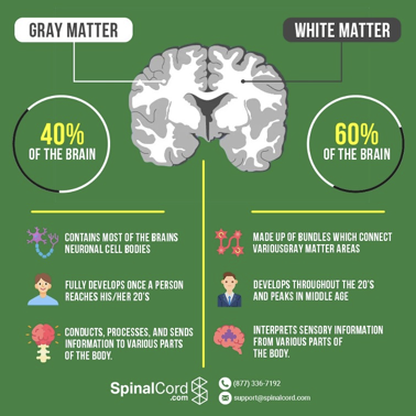 <p>gray matter </p>
